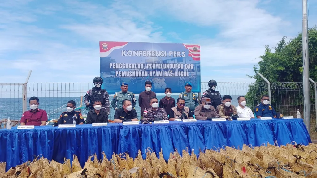Petugas TNI AL Lanal Tahuna memusnahkan ayam ras selundupan asal Filipina di Mako Lanal Tahuna, Kepulauan Sangihe, dalam konferensi pers pada 3 Juli 2025.